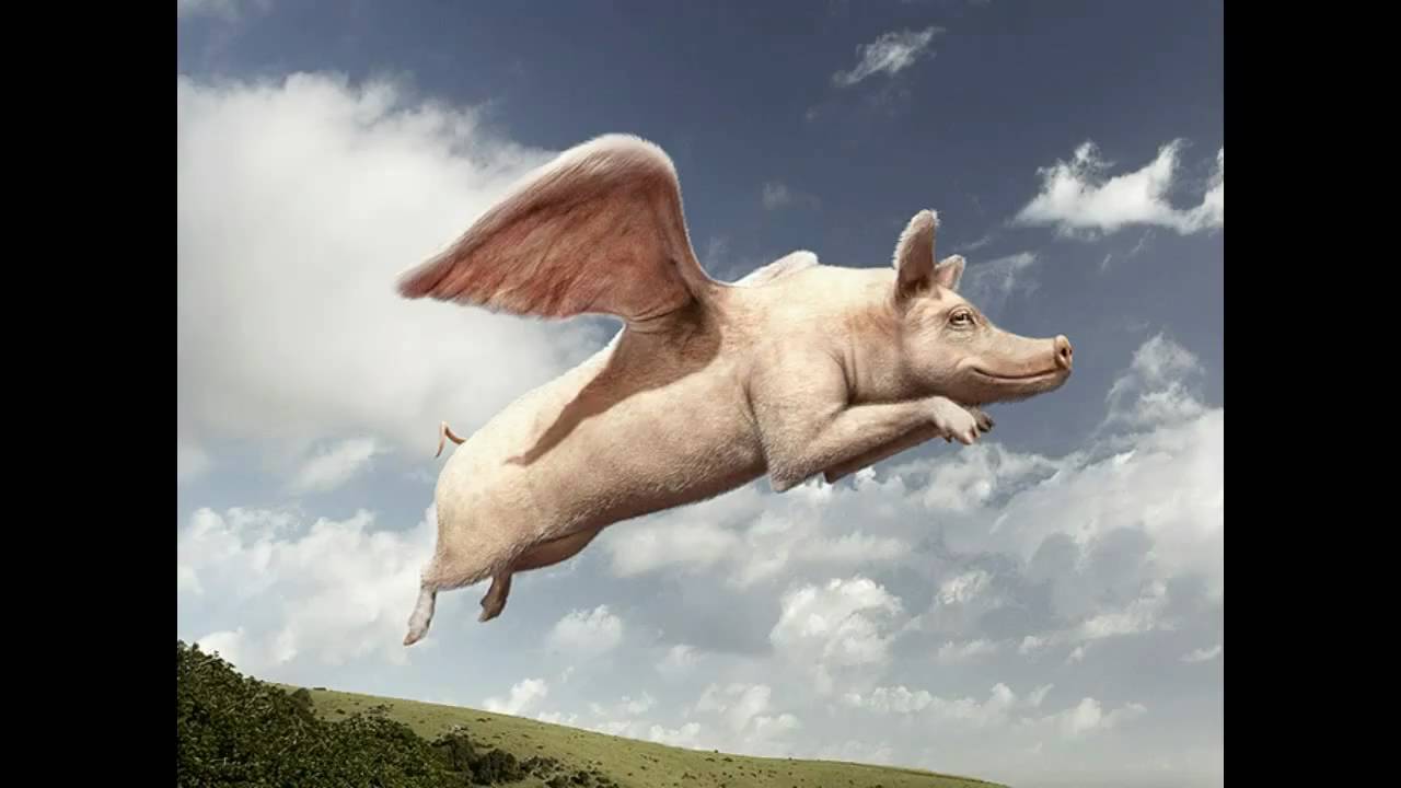 WHEN PIGS FLY